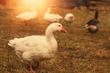 Goose grazing the green grass on animal farm.Spring season.