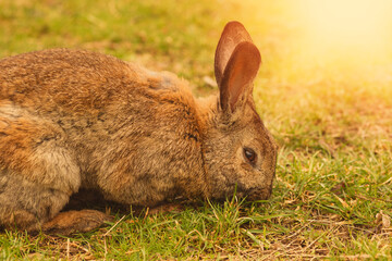 Brown rabbit grazing the grass on animal farm.High quality photo