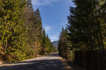 Empty road between forest with blue sky at background.