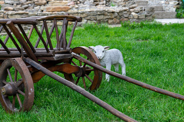 The front of the cart and the lamb standing on the green grass against the backdrop of the masonry of old stones