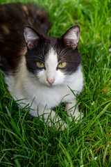 Black and white cat lying on the green grass looking directly into the camera