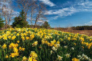 Glade with yellow spring flowers daffodils in the middle of the forest. Spring flower landscape.