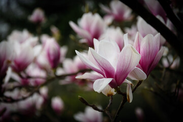 Fototapeta na wymiar View of blooming magnolia flowers