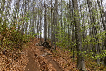 Dirty road near trees in mountain.