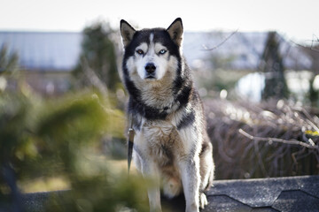 siberian husky dog