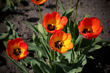 Beautiful red-orange flowers tulips. Background with tulips