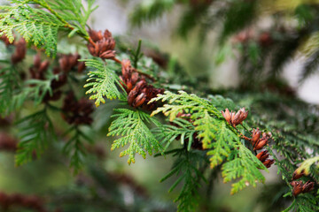 Green thuja branches with flowers and seeds in city park, nature concept.