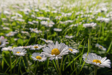 Prato fiorito - Prato di margherite