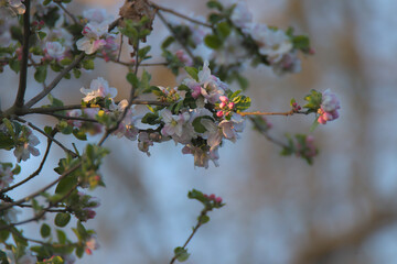 Blüten