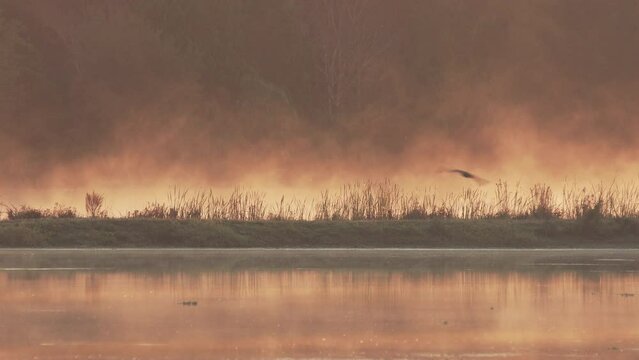 Orange pink sunrise in the swamp wetlands of Florida