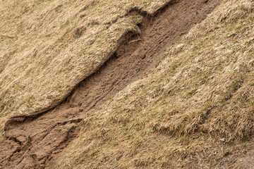 Poor quality turf. Dead plants on the slope. Yellowed rolled lawn. The lawn did not take root