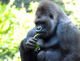 Strong Adult Black Gorilla