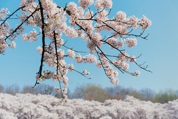 Spring banner, branches of blossoming cherry against background of blue sky on nature outdoors. Pink sakura flowers, dreamy romantic image spring, landscape panorama, copy space.