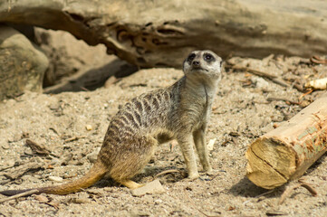Fototapeta premium meerkat