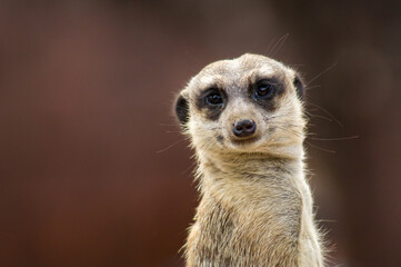 meerkat