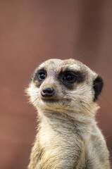 meerkat