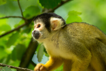 Black-capped squirrel monkey