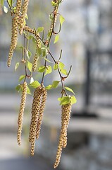 young birch catkins on a green background