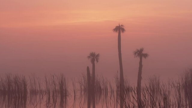 Foggy orange sunrise in the swamp wetlands of Florida with palm trees