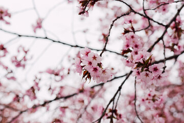 Branches with blooming pink cherries against the sky