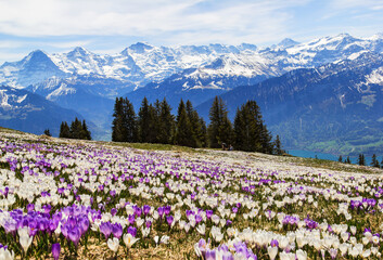 The majestic Alps triumvirate of Eiger, Moench and Jungfrau rises impressively above the shining sea of wild crocuses - focus stacking for sharp foreground and background