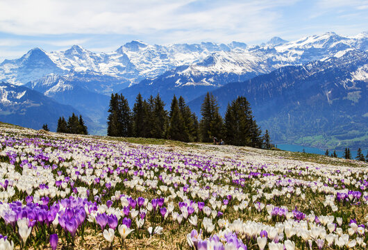The majestic Alps triumvirate of Eiger, Moench and Jungfrau rises impressively above the shining sea of wild crocuses - focus stacking for sharp foreground and background