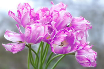 Obraz na płótnie Canvas Faded Tulips close up. Bouquet of purple lilac tulips close up. Tulip petals. Buds of faded flowers. Beautiful bouquet. Floral background.Purple blooming Tulips on a blurred sky background. Tulip bud