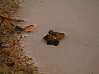 frog in the pond