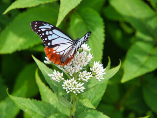 昆虫　アサギマダラ