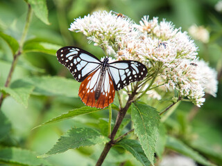 昆虫　アサギマダラ
