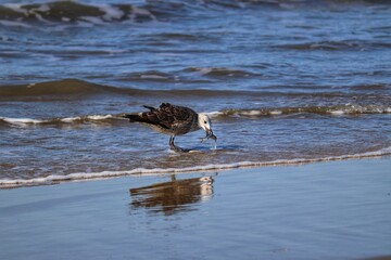 Beautiful juvenile kelp gull found in Barra de Tramandaí in Rio Grande do Sul, Brazil.