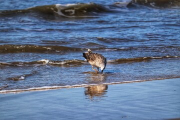 Photograph of a beautiful Juvenile Kelp Gull eating a fish. The bird was found in Barra de Tramandaí in Rio Grande do Sul, Brazil.
