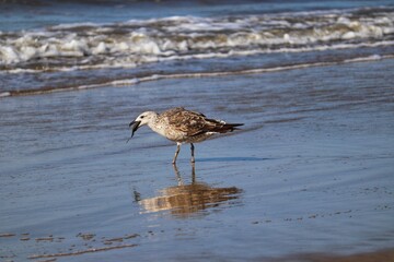 Beautiful juvenile kelp gull found in Barra de Tramandaí in Rio Grande do Sul, Brazil.
