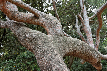 The trunk of a funny pine tree