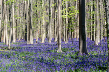 Obraz na płótnie Canvas Magic Forest - purple flowers during spring in Hallerbos Belgium. 