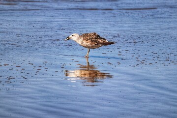 Beautiful juvenile kelp gull found in Barra de Tramandaí in Rio Grande do Sul, Brazil.