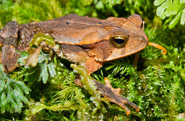 incillius spiculatus sierra norte de oaxaca