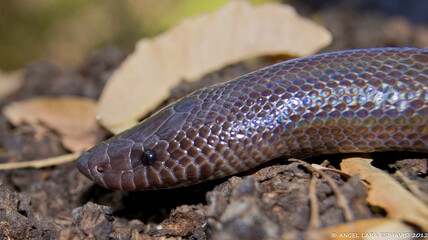 piton mexicano, loxocemus bicolor
