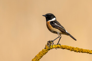 European stonechat male ( Saxicola rubicola )