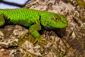 Naklejka na ściany i meble lagratija verde hermosa Sceloporus formosus