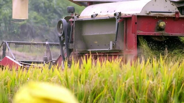 CHENZHOU, CHINA - October 06, 2021: Harvester is harvesting ripe paddy 