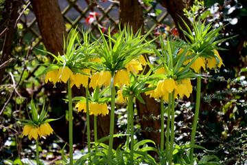 gelb blühende Kaiserkrone (Fritillaria imperialis)