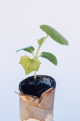 A small sprout of cucumber in a peat pot is ready for planting in the ground