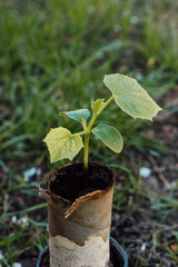 A small sprout of cucumber in a peat pot is ready for planting in the ground
