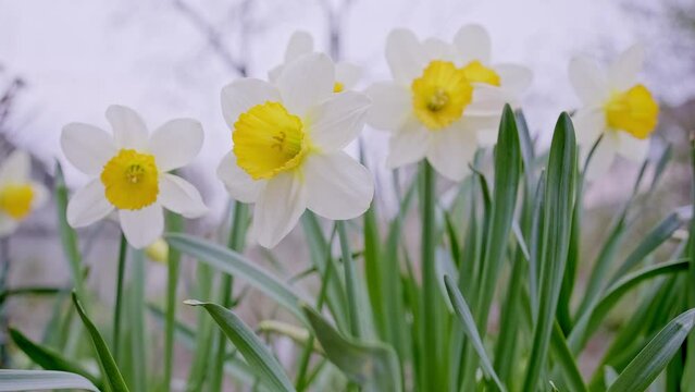 White and yellow flowers of daffodils. Spring booming of narcissus.