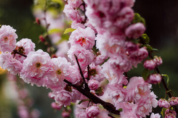 Large inflorescences of flowering cherry blossoms against 