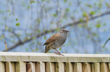 Dunnock on fence