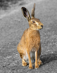 European hare on the ground - obrazy, fototapety, plakaty