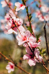 Large inflorescences of flowering cherry blossoms against 