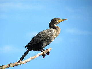 Animals in Brazil